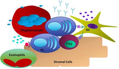 Survival of Long-Lived Plasma Cells (LLPC): Piecing Together the Puzzle